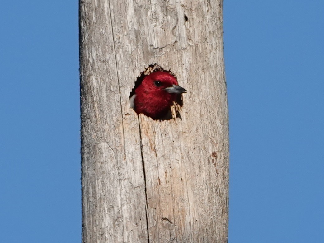 Red-headed Woodpecker - ML620360415