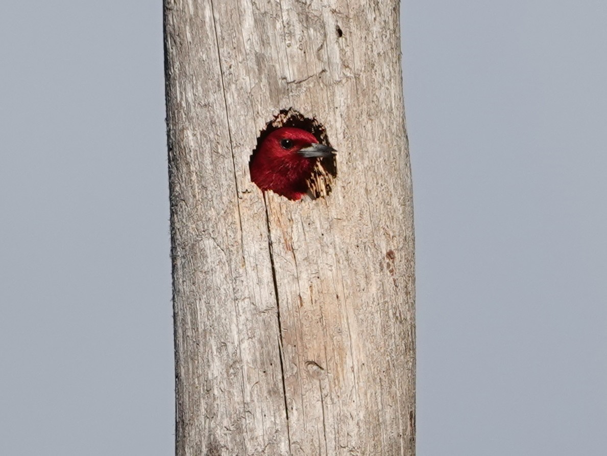 Red-headed Woodpecker - ML620360416