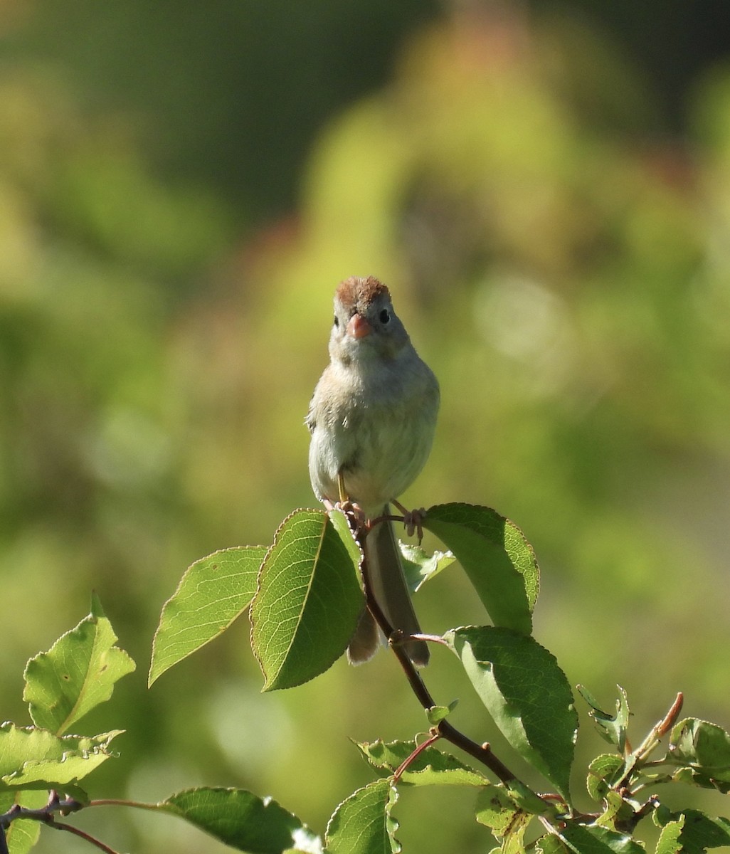 Field Sparrow - Tracy Wiczer