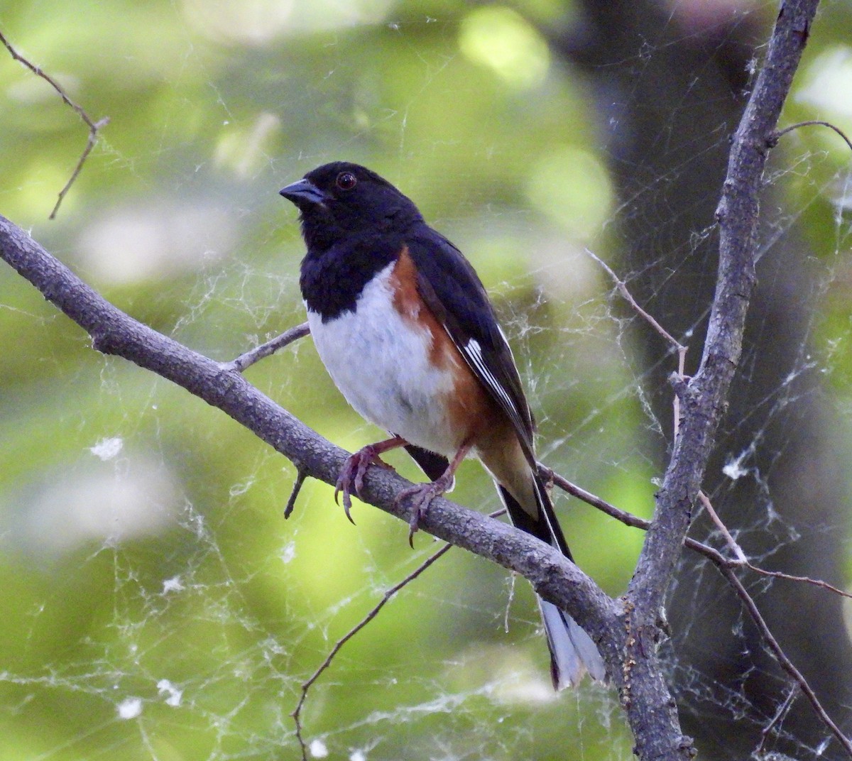 Eastern Towhee - ML620360424