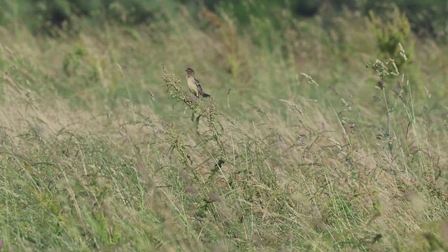 bobolink americký - ML620360427