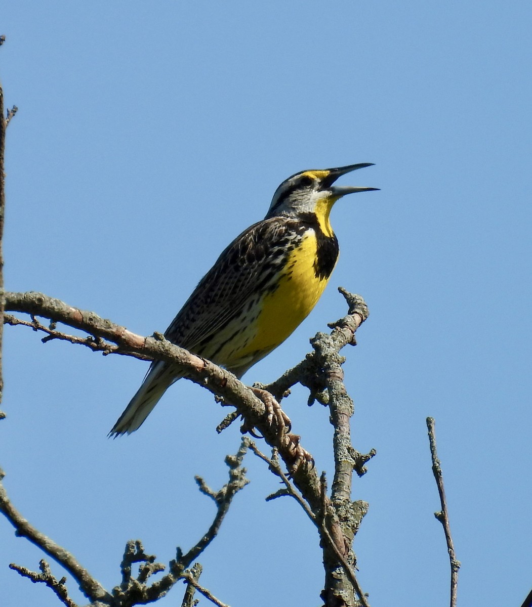 Eastern Meadowlark - ML620360432