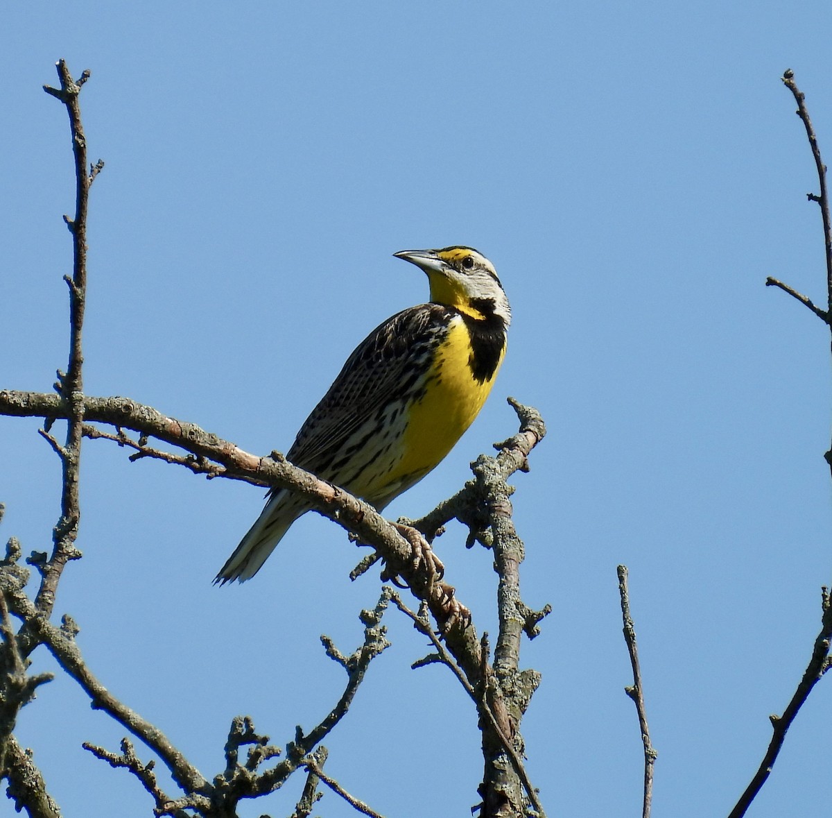 Eastern Meadowlark - ML620360433