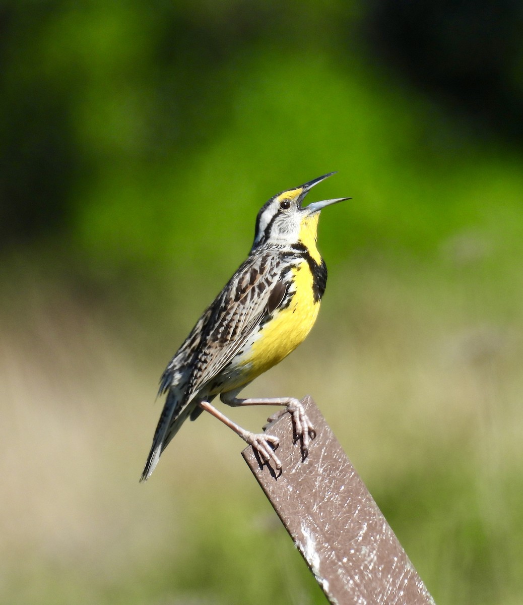 Eastern Meadowlark - ML620360435