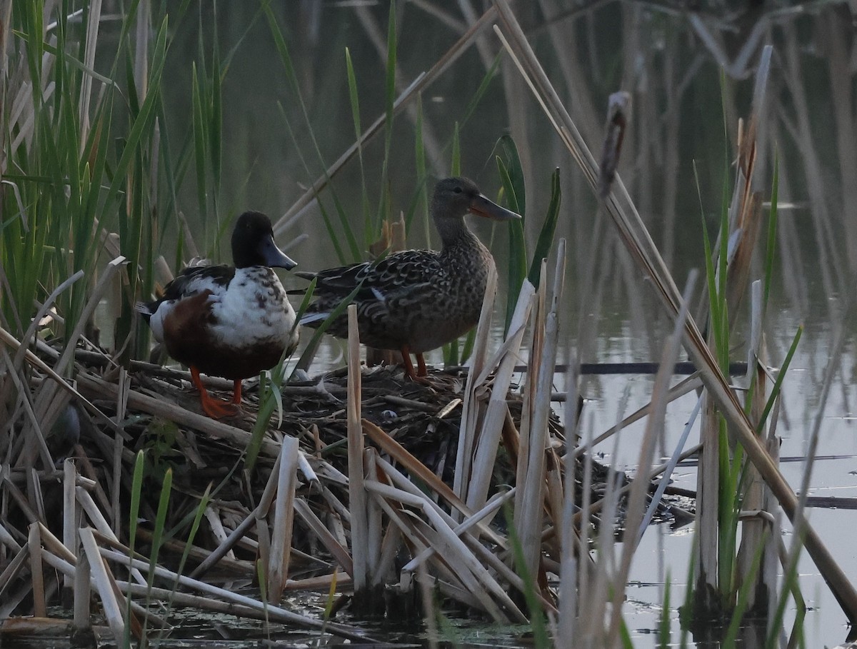 Northern Shoveler - ML620360441