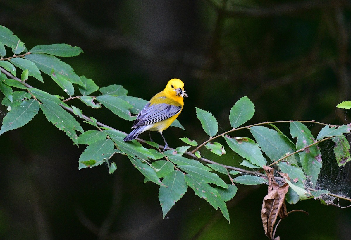 Prothonotary Warbler - ML620360492