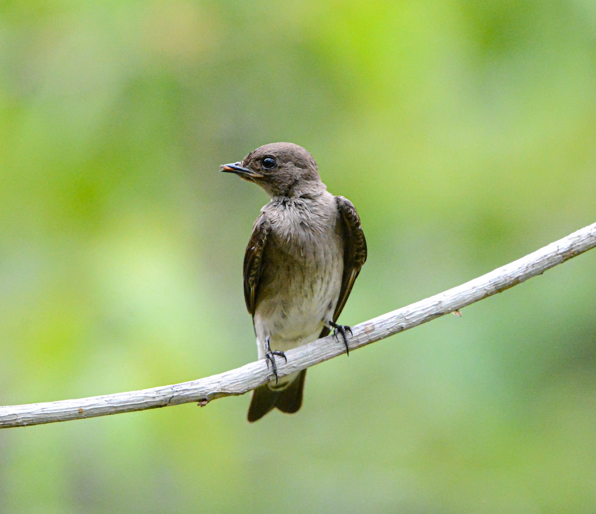 Northern Rough-winged Swallow - ML620360508