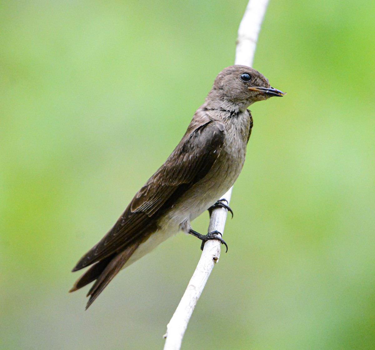 Northern Rough-winged Swallow - Jeffry Morataya