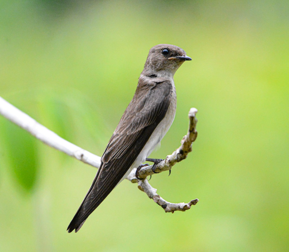 Northern Rough-winged Swallow - ML620360511