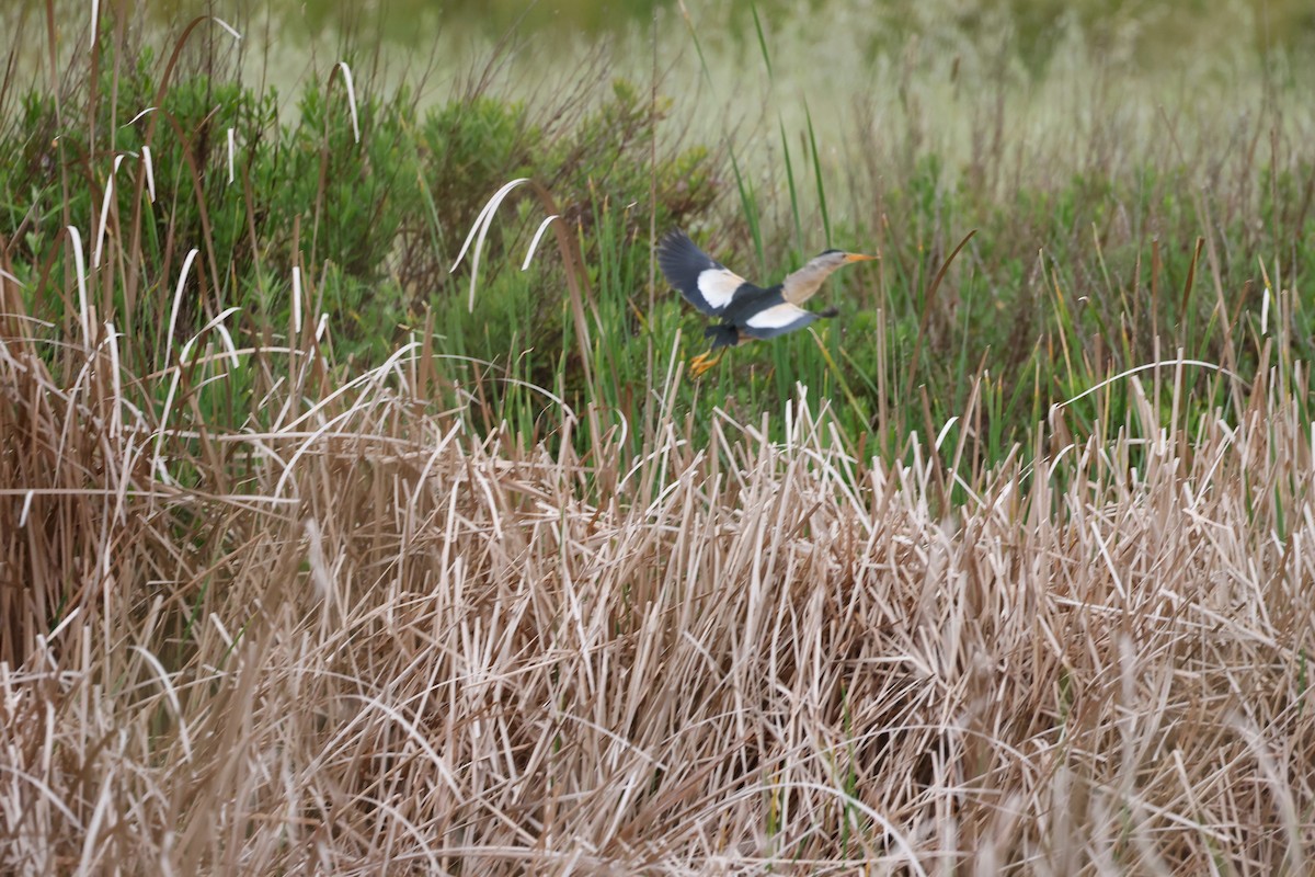 Little Bittern - ML620360520