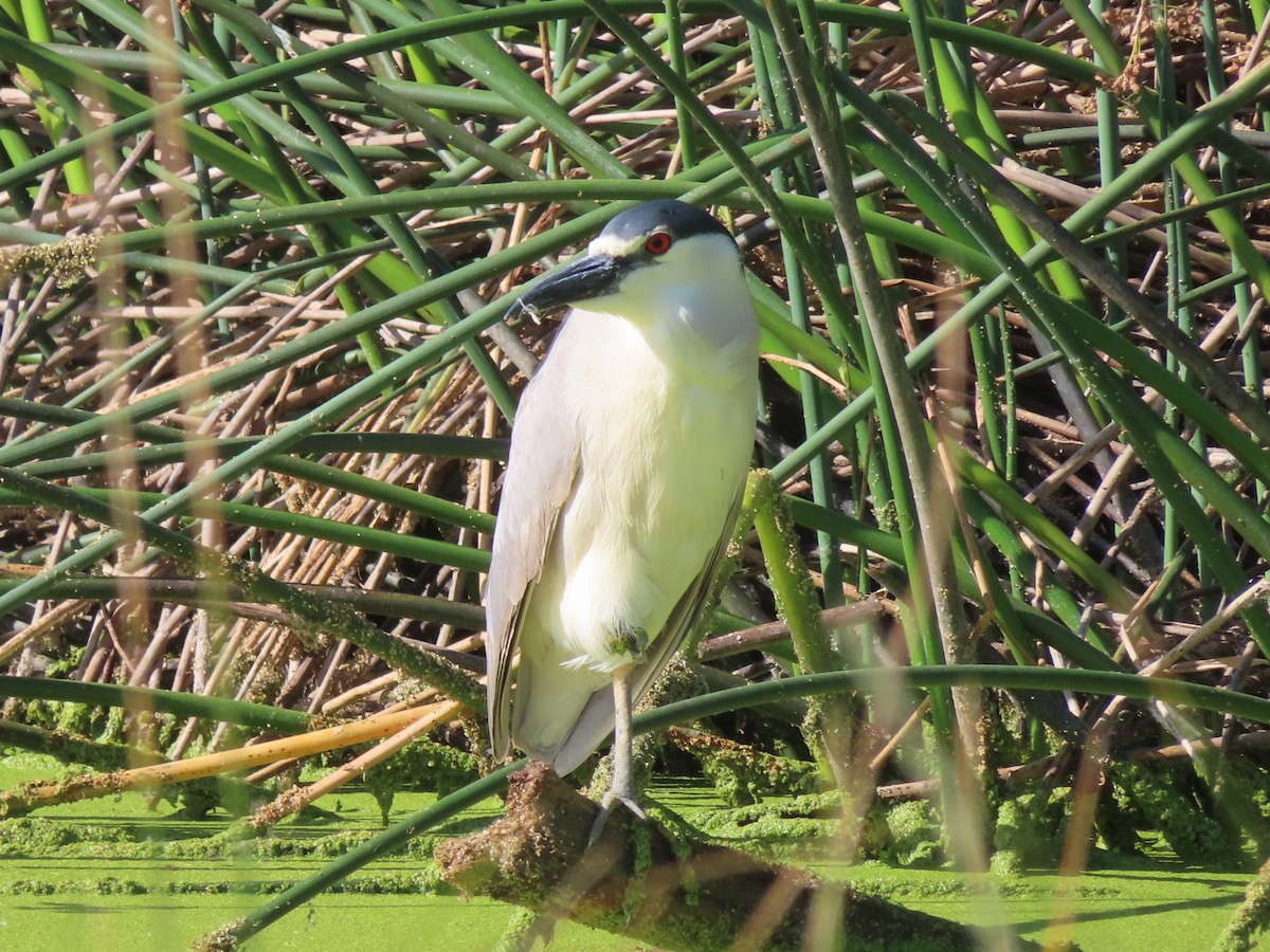 Black-crowned Night Heron - ML620360545