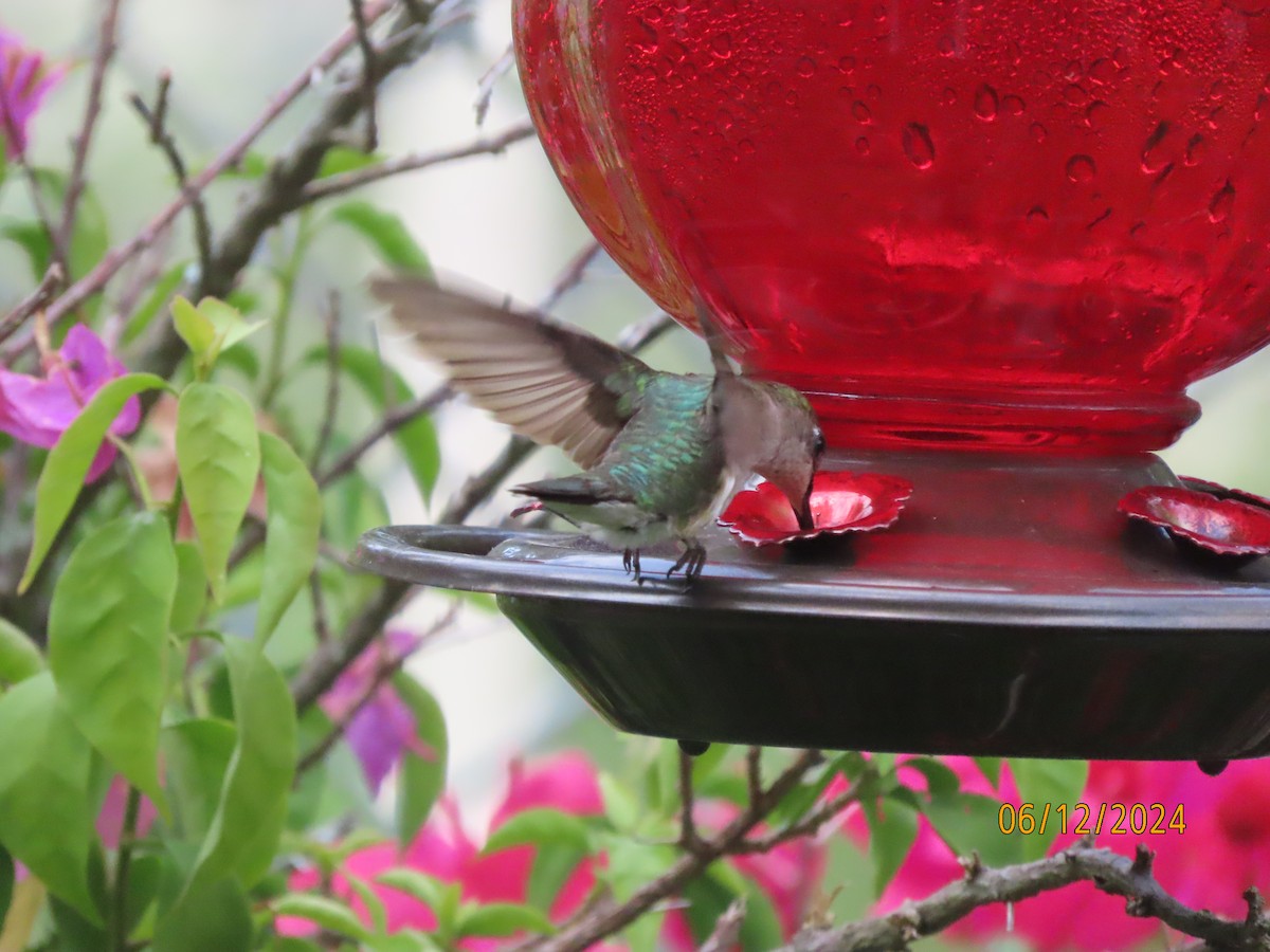 Ruby-throated Hummingbird - ML620360546