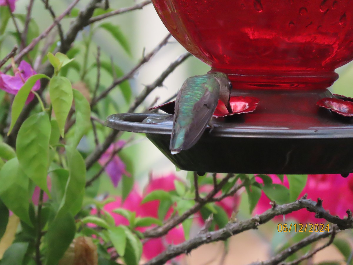 Ruby-throated Hummingbird - ML620360547