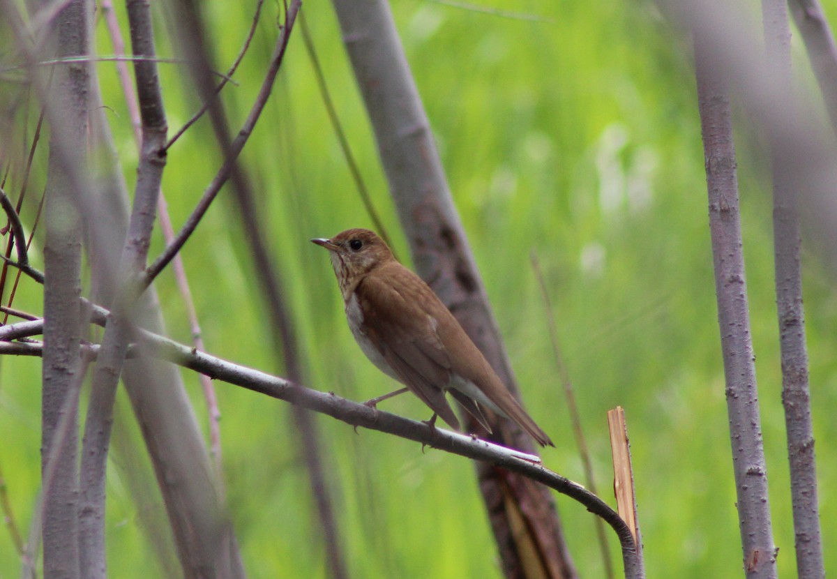 Veery - ML620360554