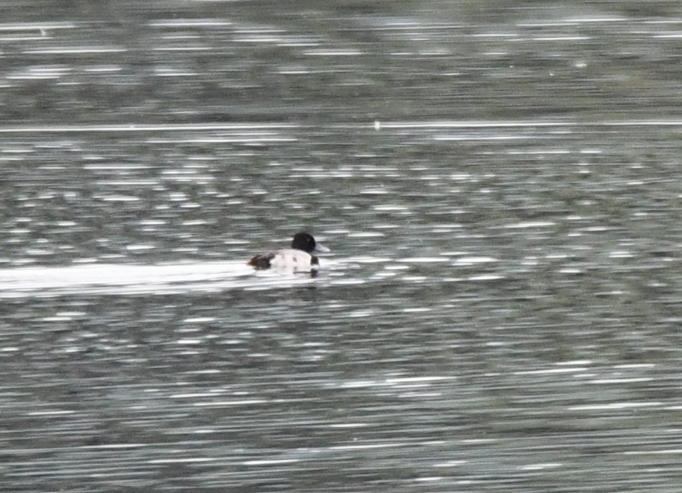 Greater Scaup - ML620360556