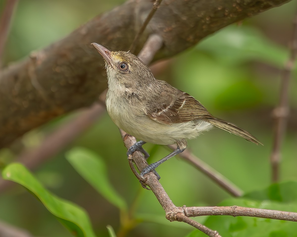 Mangrovevireo - ML620360561