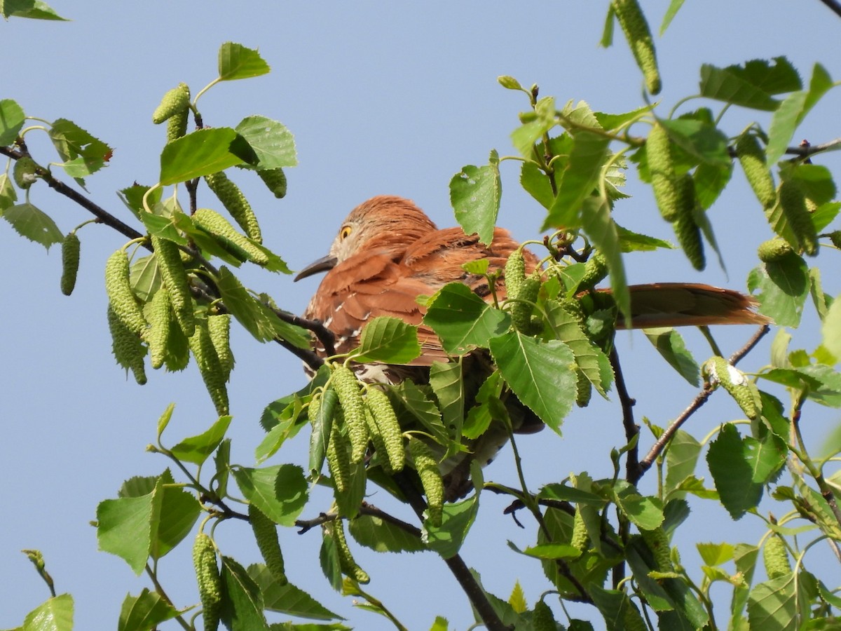 Brown Thrasher - ML620360584