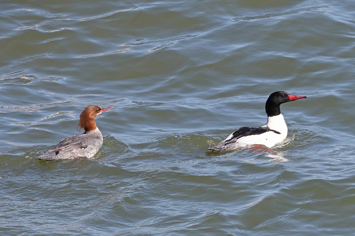 Common Merganser (North American) - ML620360587