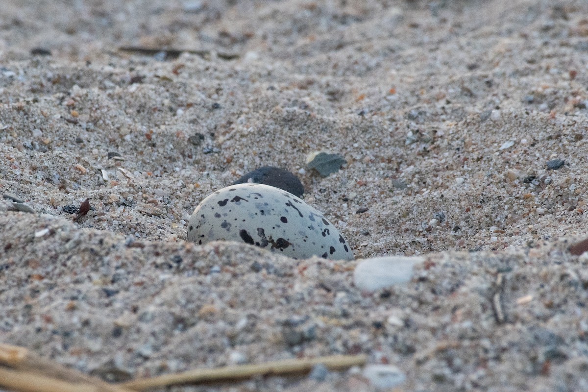 American Oystercatcher - ML620360608