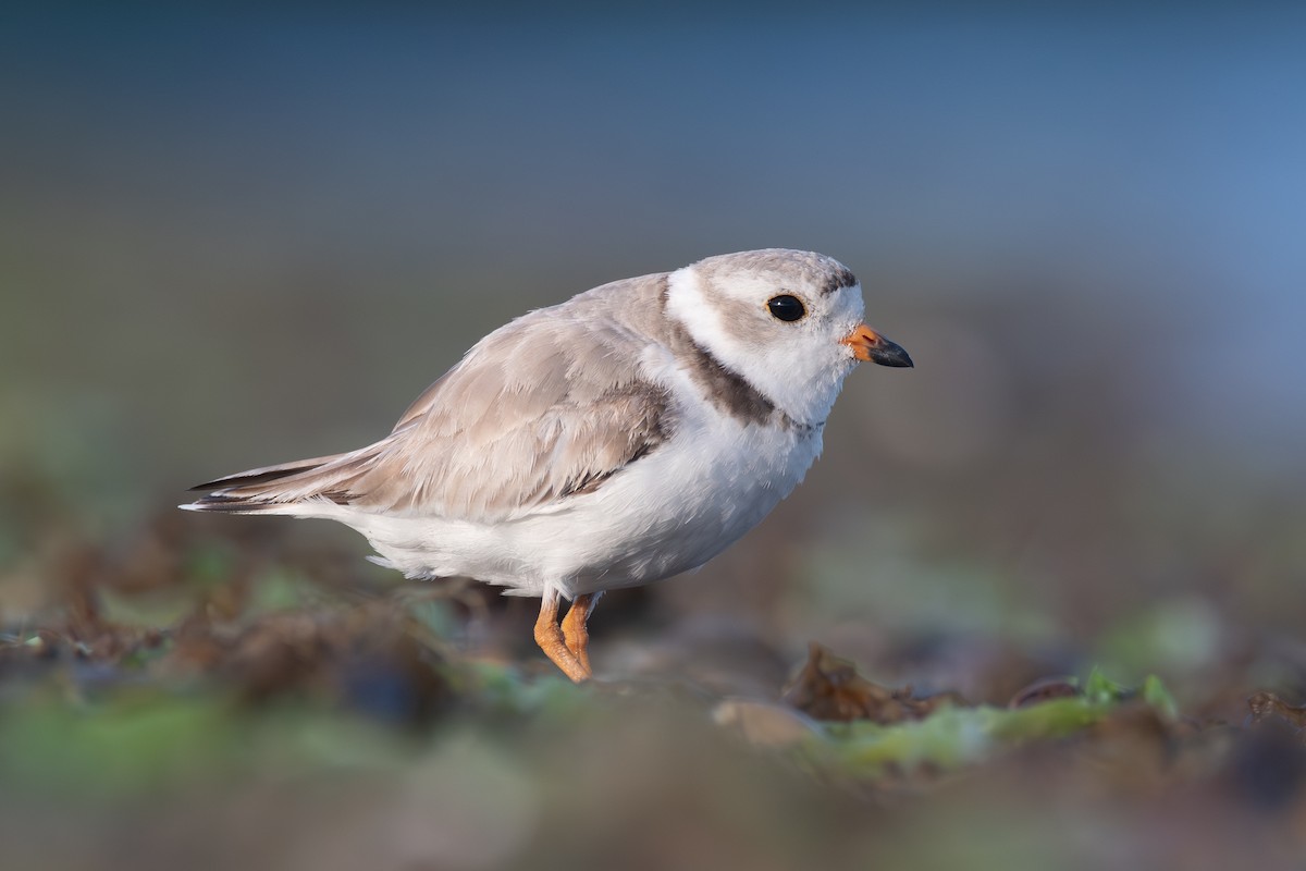 Piping Plover - ML620360614