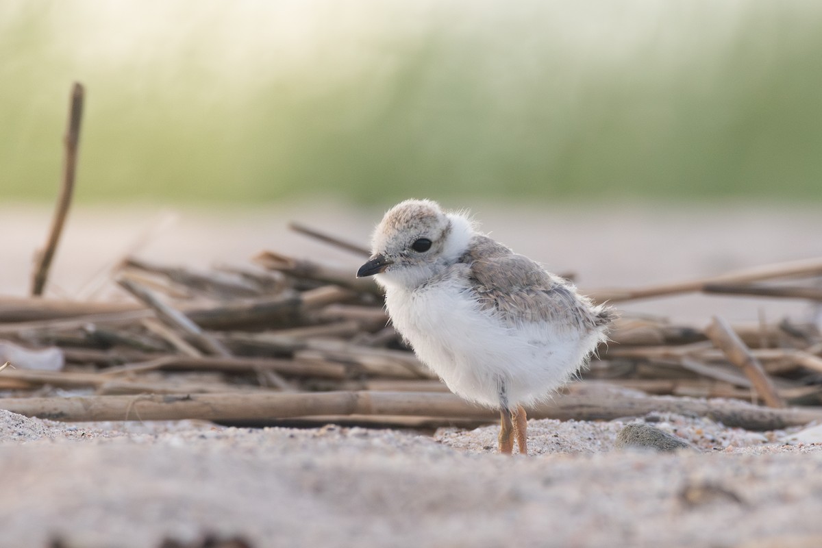 Piping Plover - ML620360615