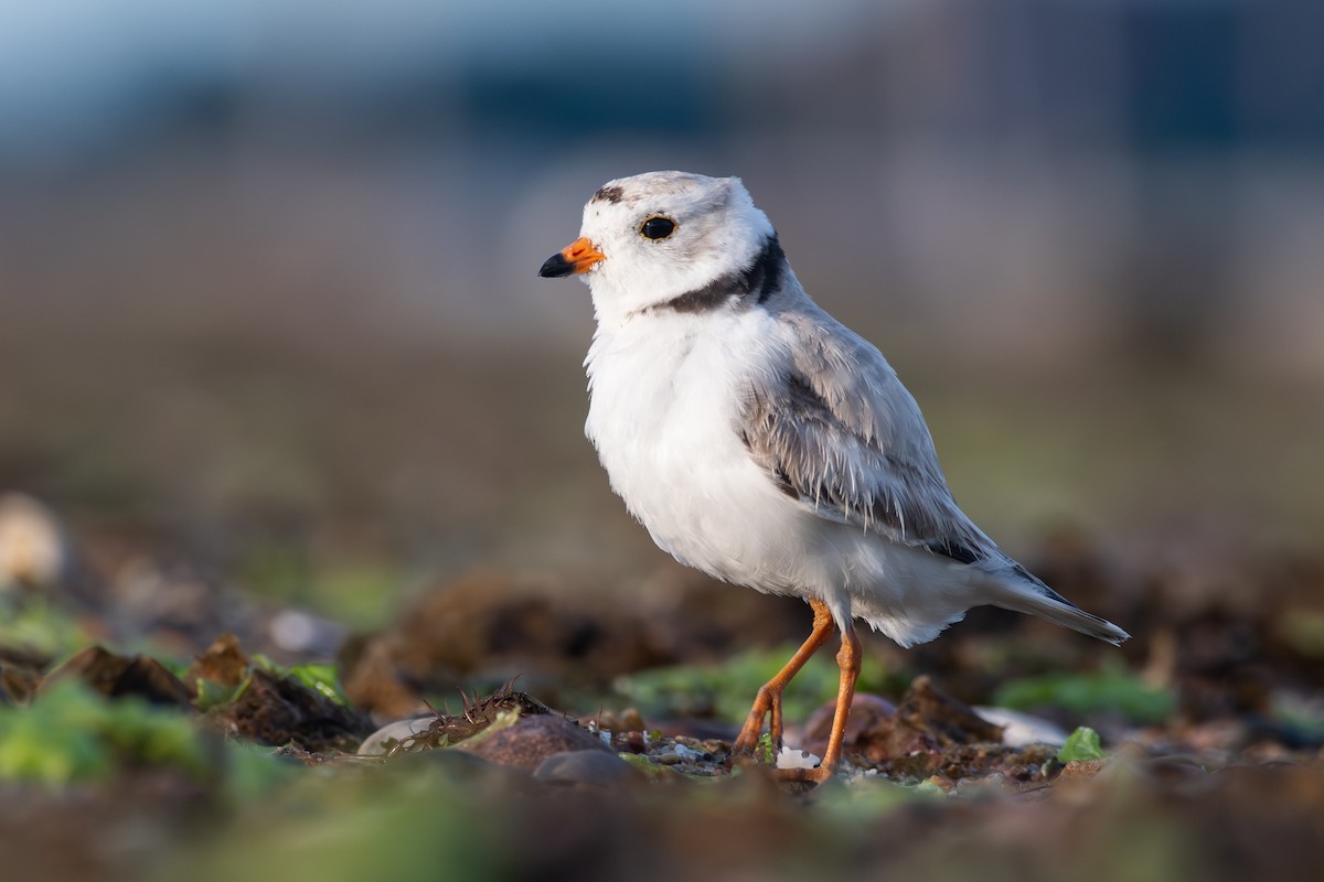 Piping Plover - ML620360616