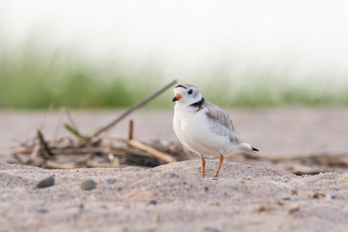 Piping Plover - ML620360617