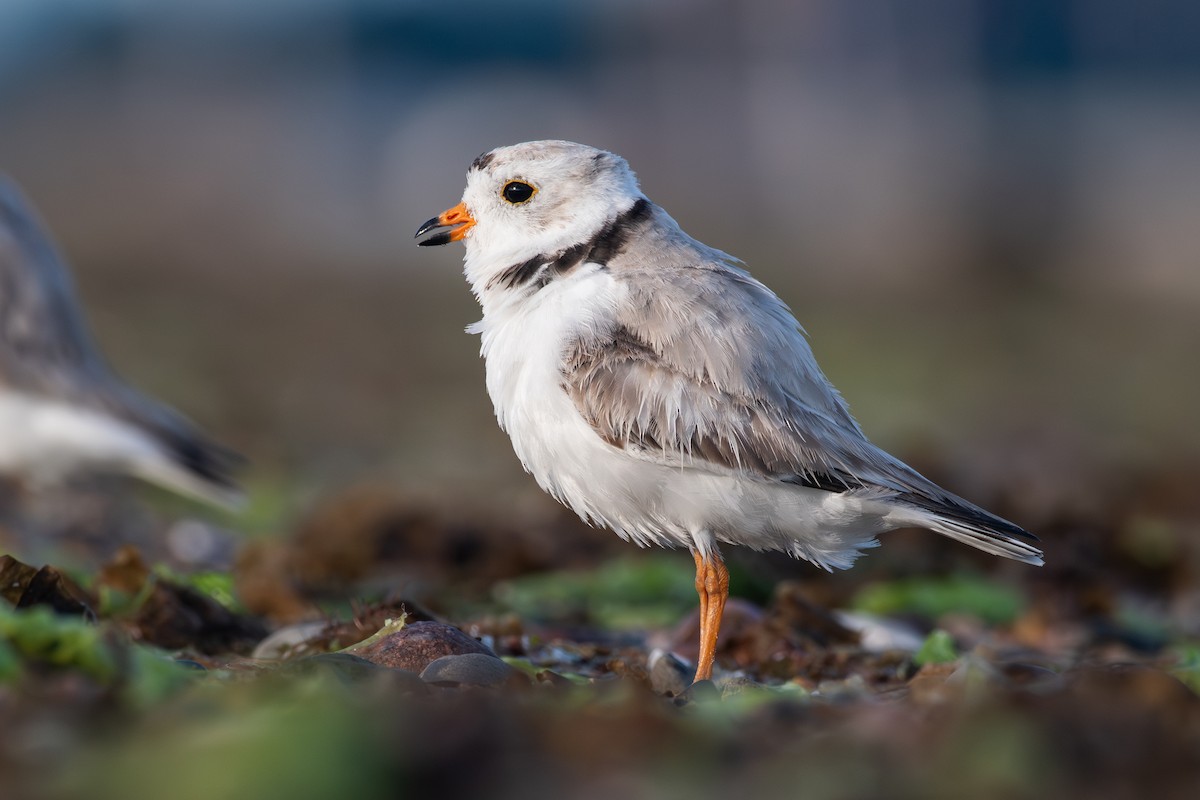 Piping Plover - ML620360618