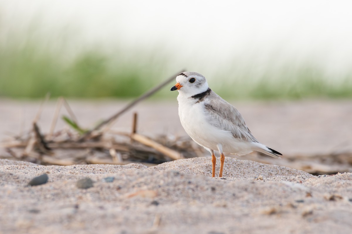 Piping Plover - ML620360619