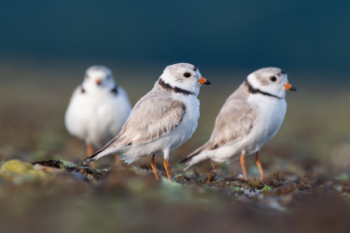 Piping Plover - ML620360620
