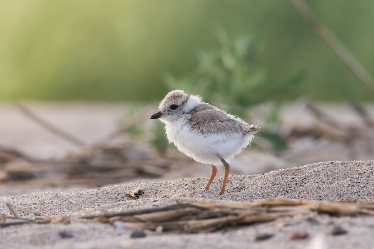 Piping Plover - ML620360622