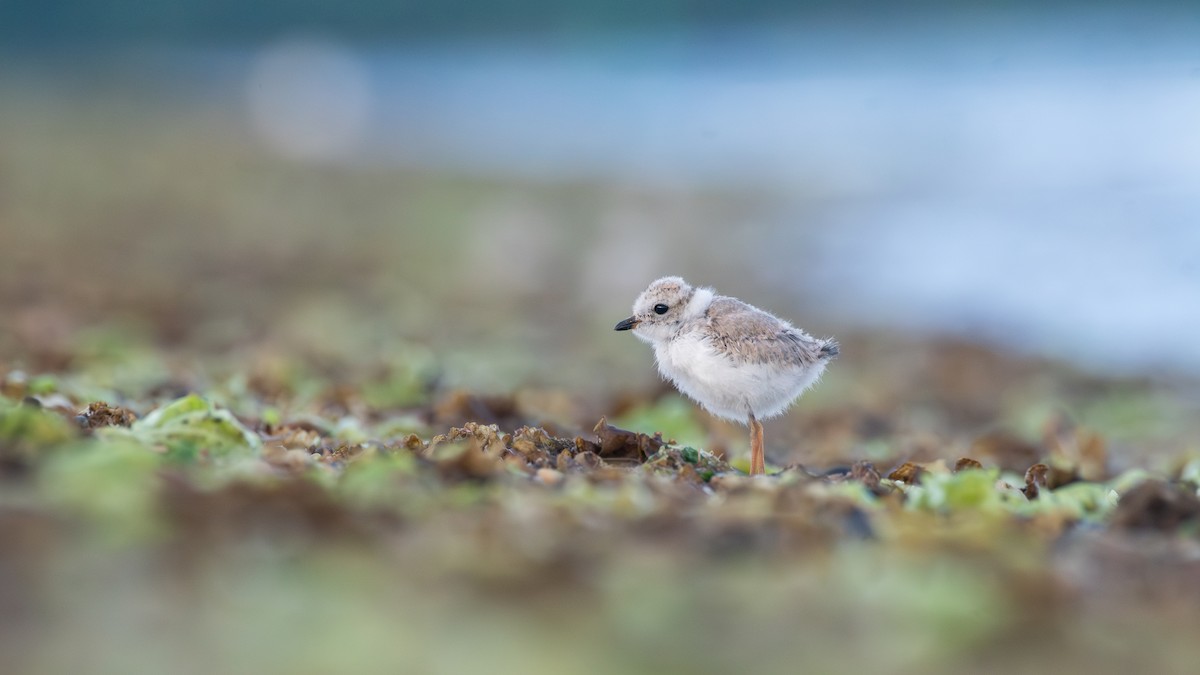 Piping Plover - ML620360624