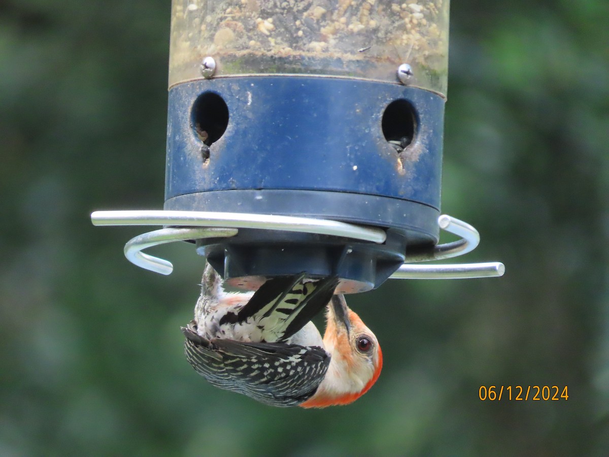 Red-bellied Woodpecker - ML620360625
