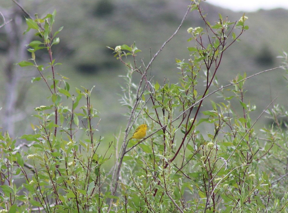 Yellow Warbler - ML620360634