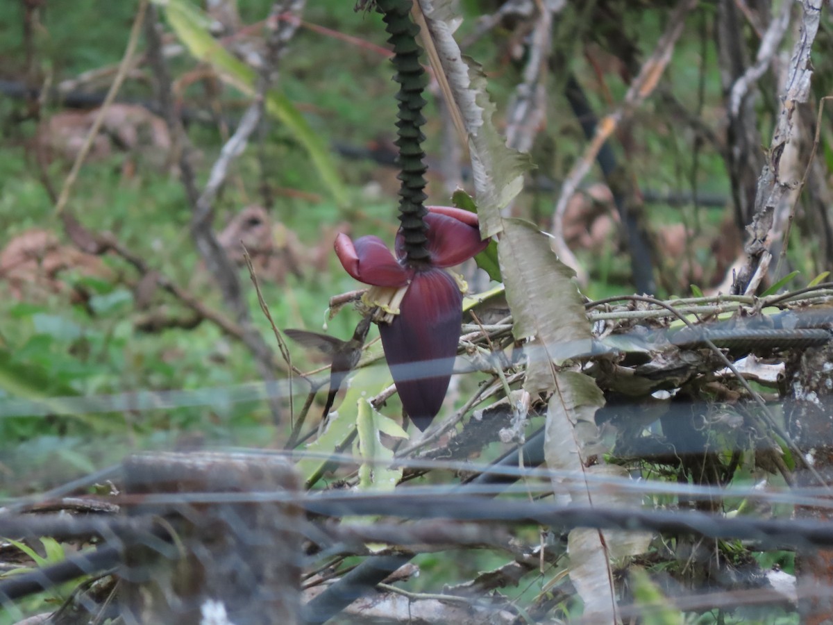 Серобрюхий колибри-отшельник - ML620360635