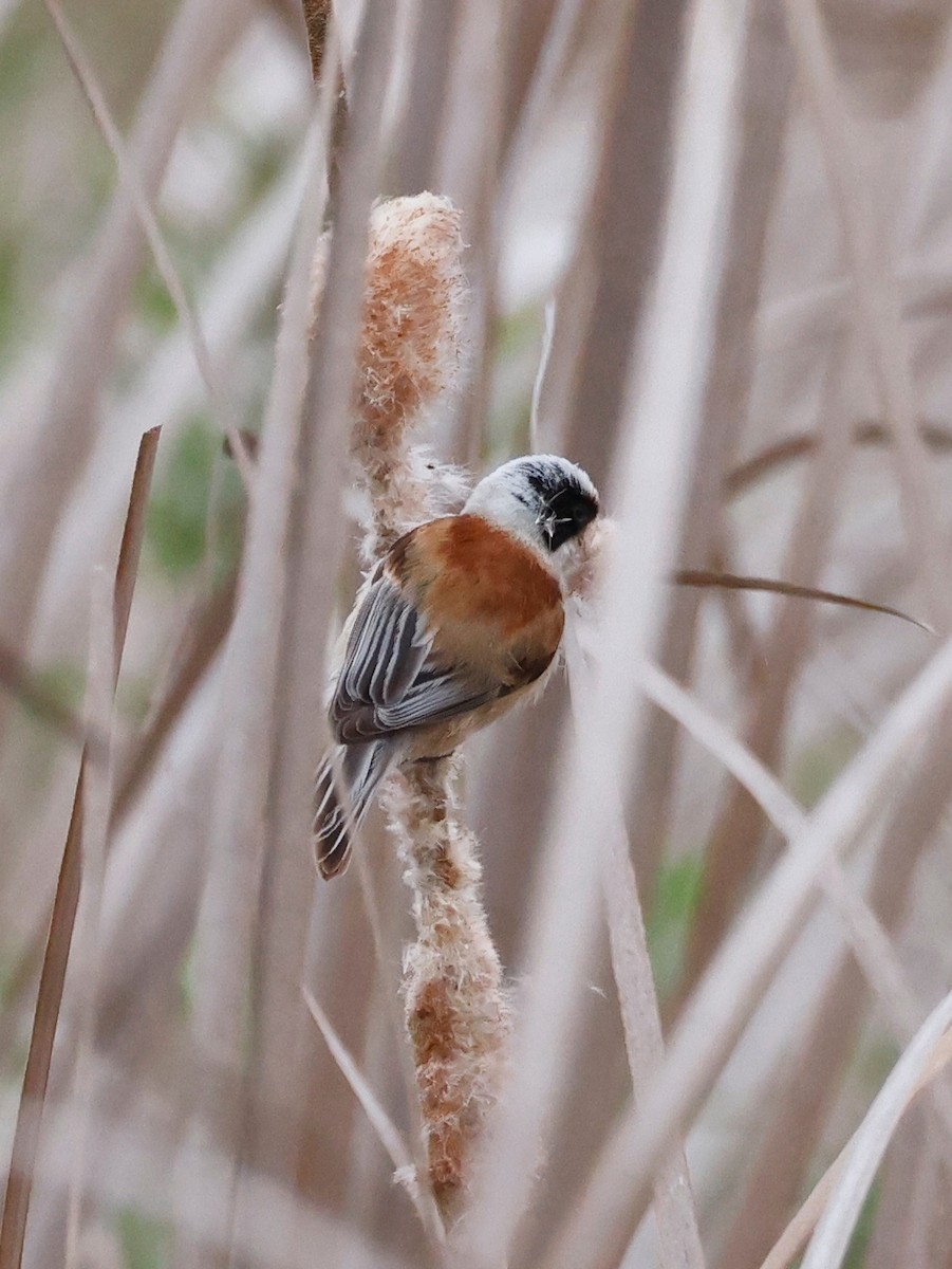 Eurasian Penduline-Tit - ML620360644