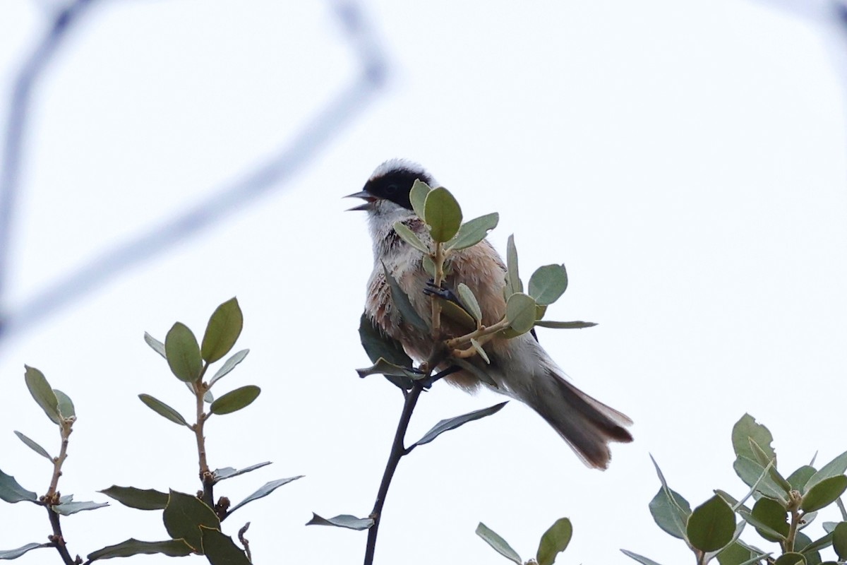 Eurasian Penduline-Tit - ML620360645