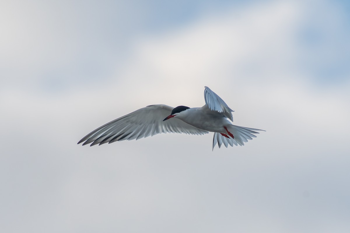 Common Tern - ML620360649