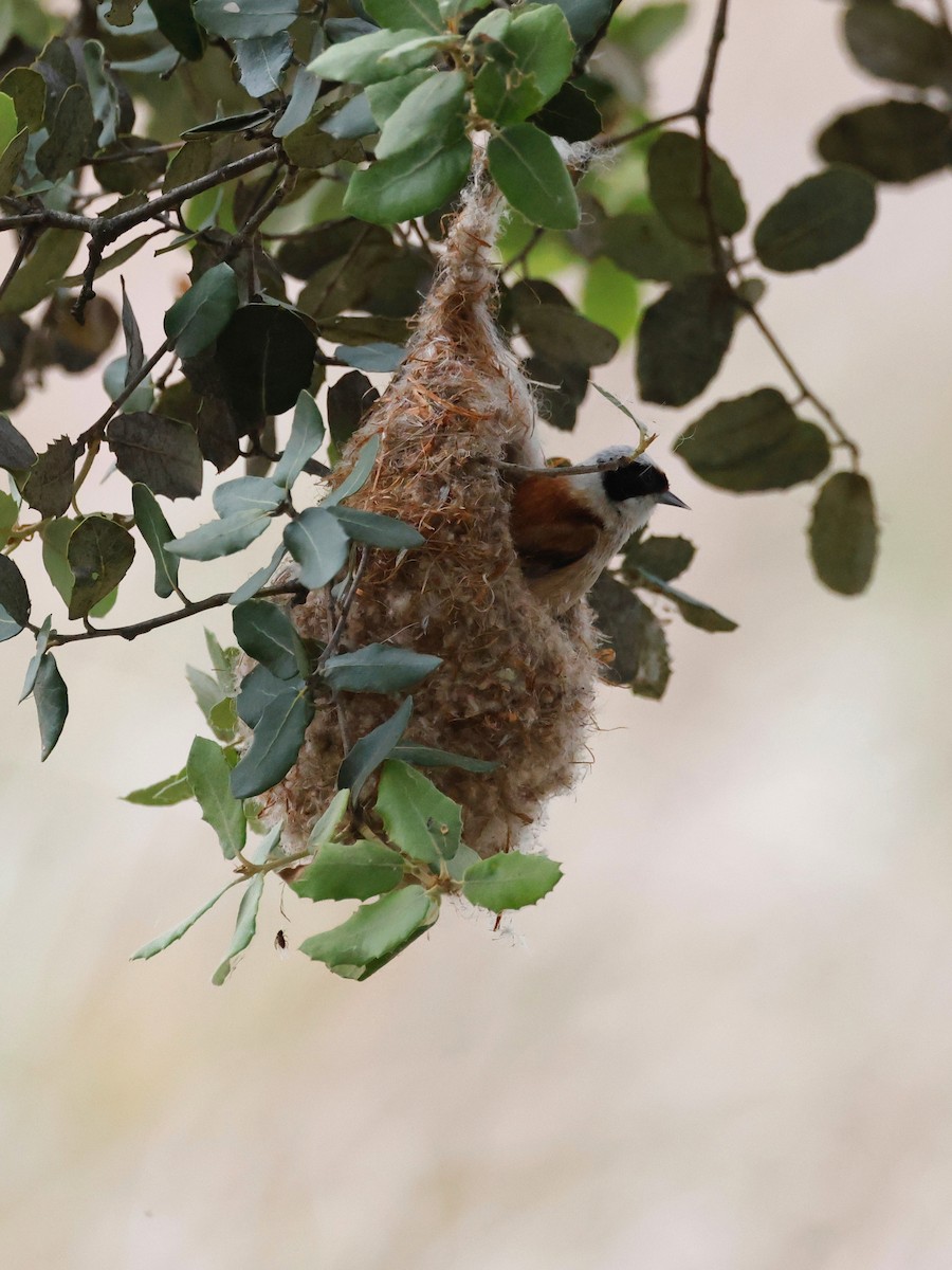 Eurasian Penduline-Tit - ML620360650