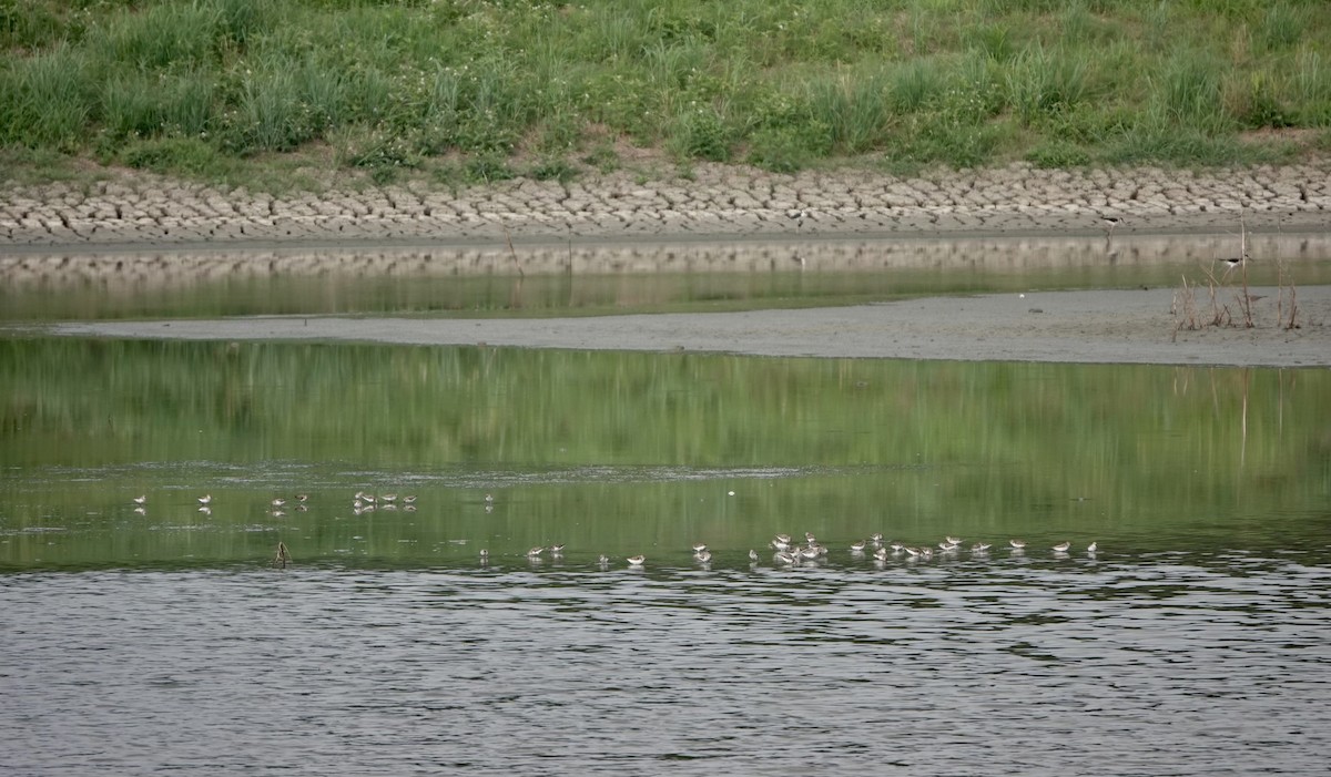 Semipalmated Sandpiper - ML620360667