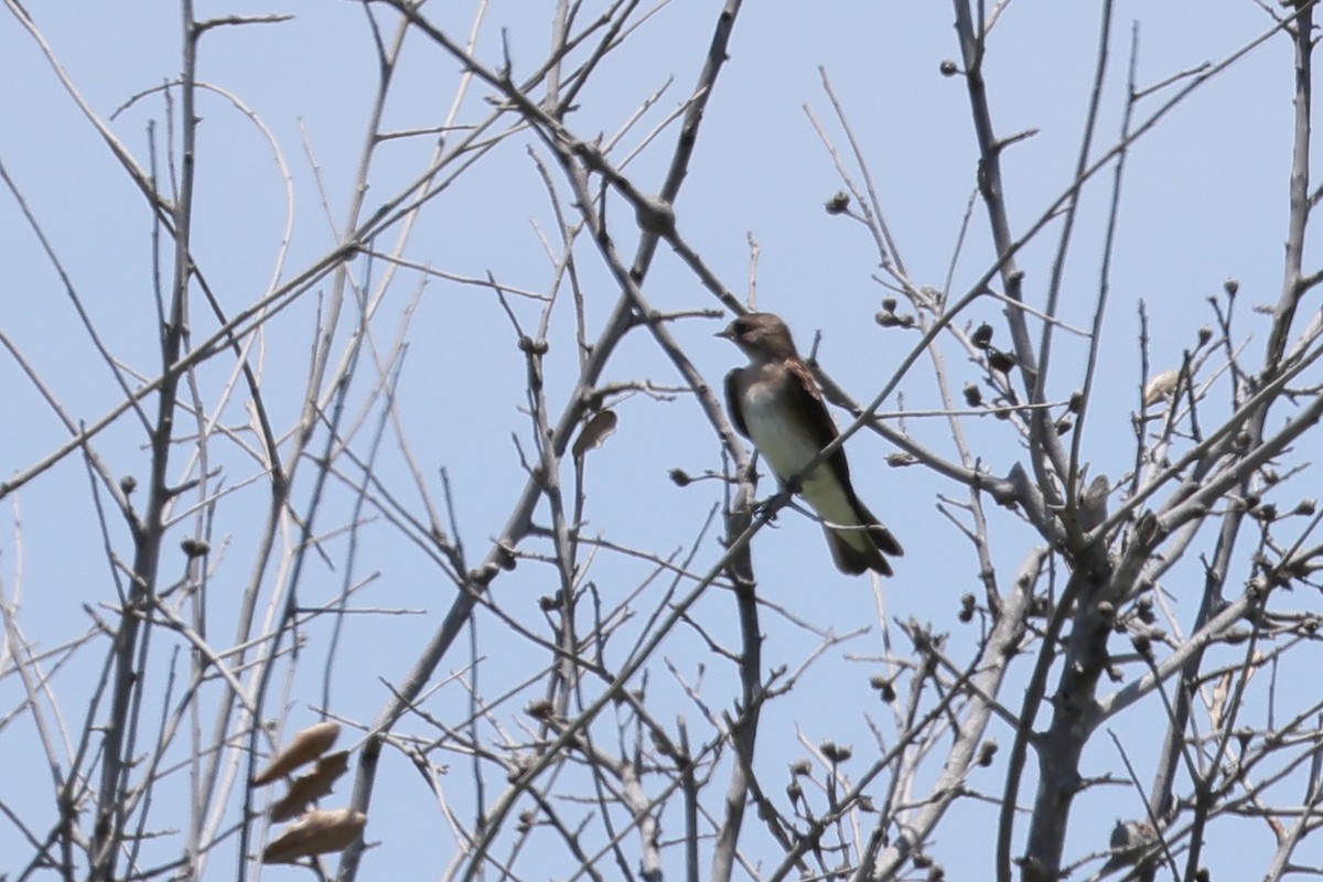 Northern Rough-winged Swallow - ML620360677