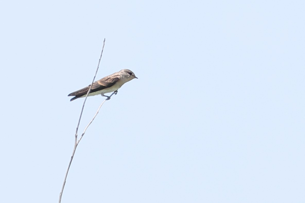 Northern Rough-winged Swallow - ML620360678