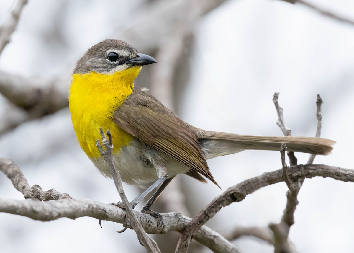 Yellow-breasted Chat - ML620360689