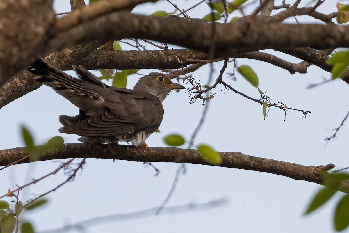 Coucou à ailes courtes - ML620360692