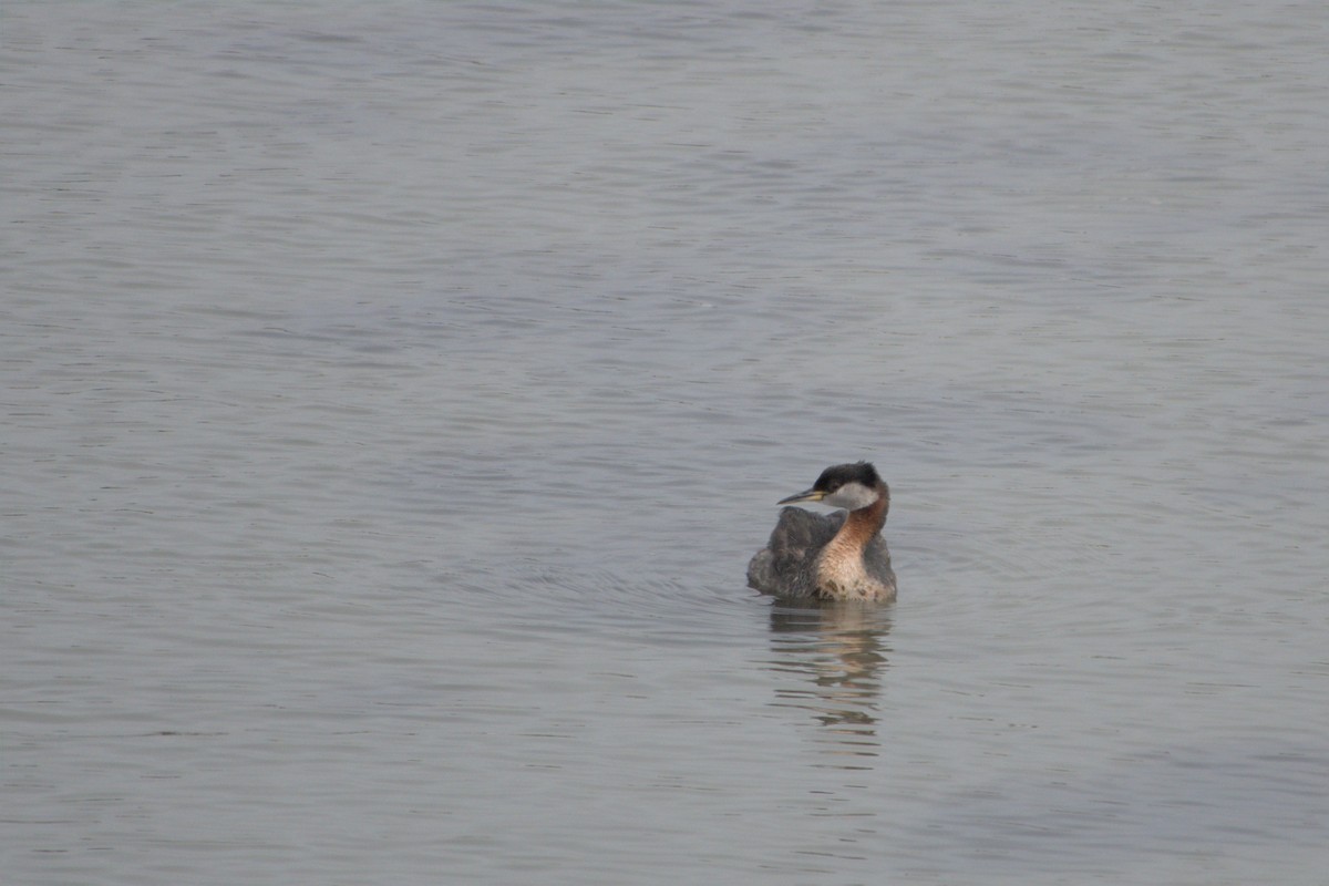 Red-necked Grebe - ML620360693