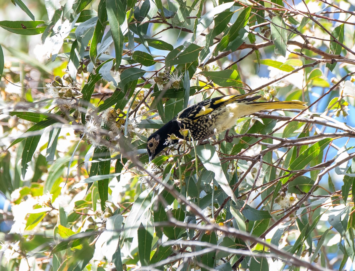 Regent Honeyeater - ML620360698