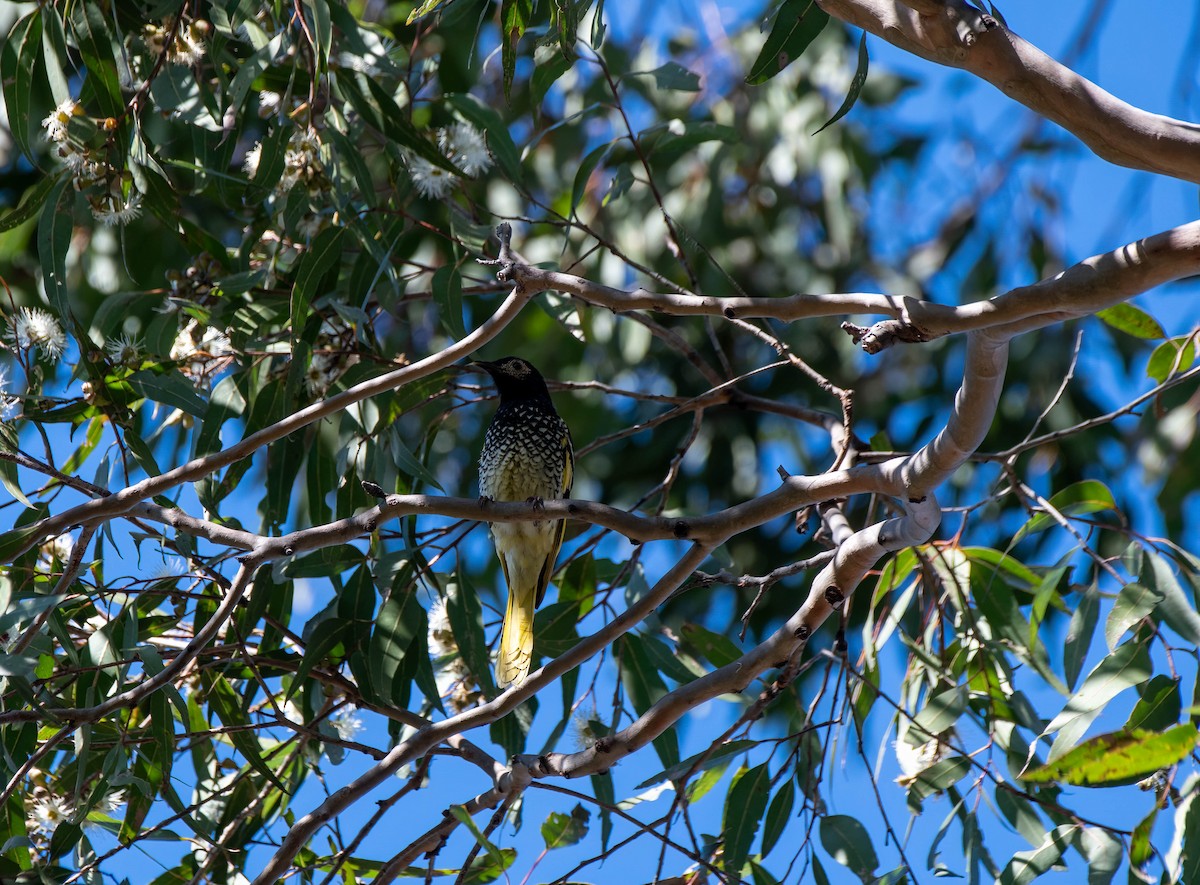 Regent Honeyeater - ML620360699