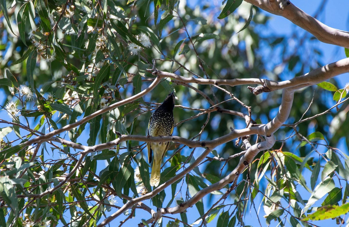 Regent Honeyeater - ML620360705