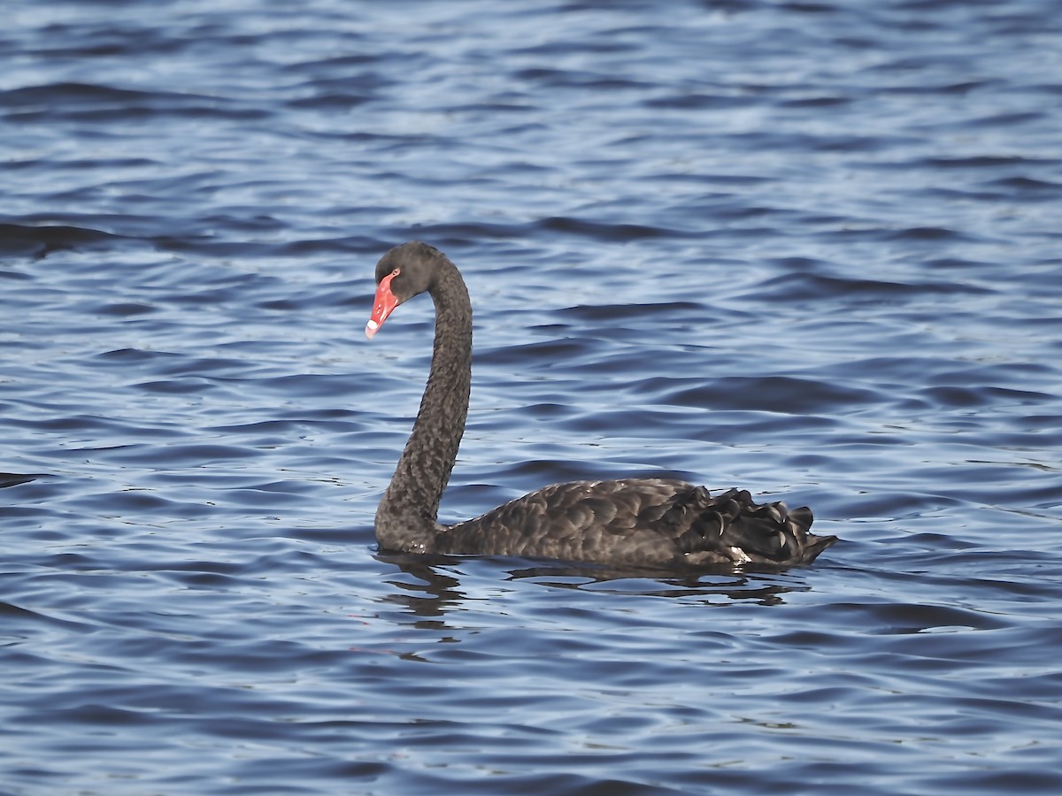 Black Swan - ML620360710