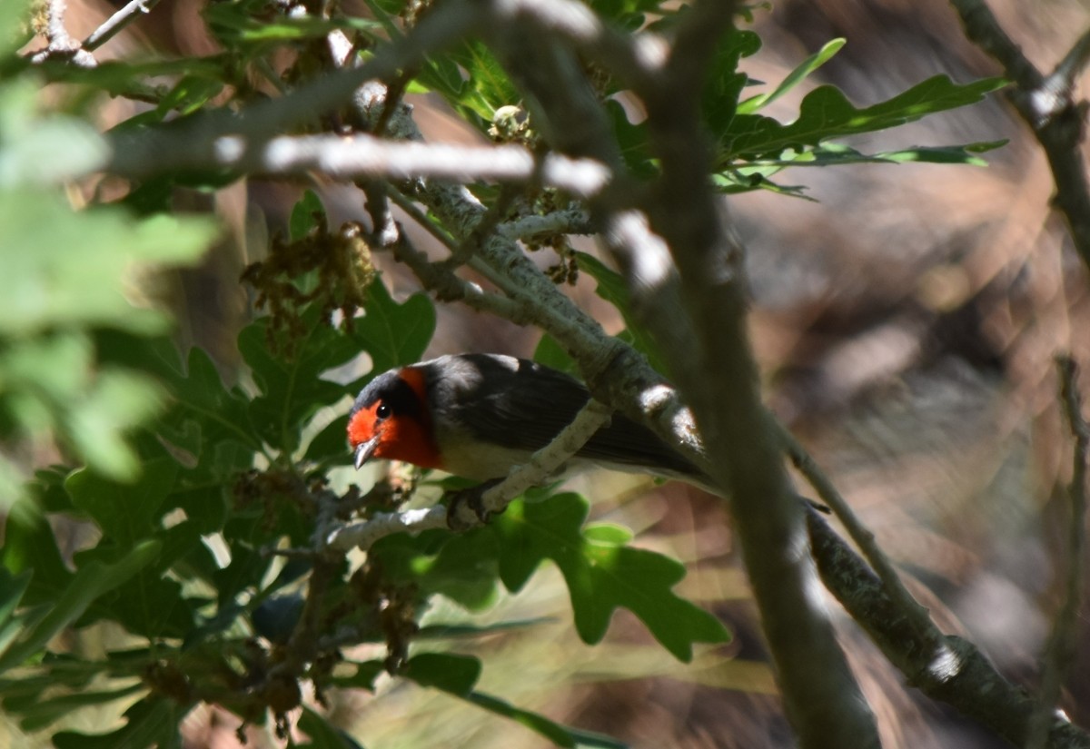 Red-faced Warbler - ML620360711